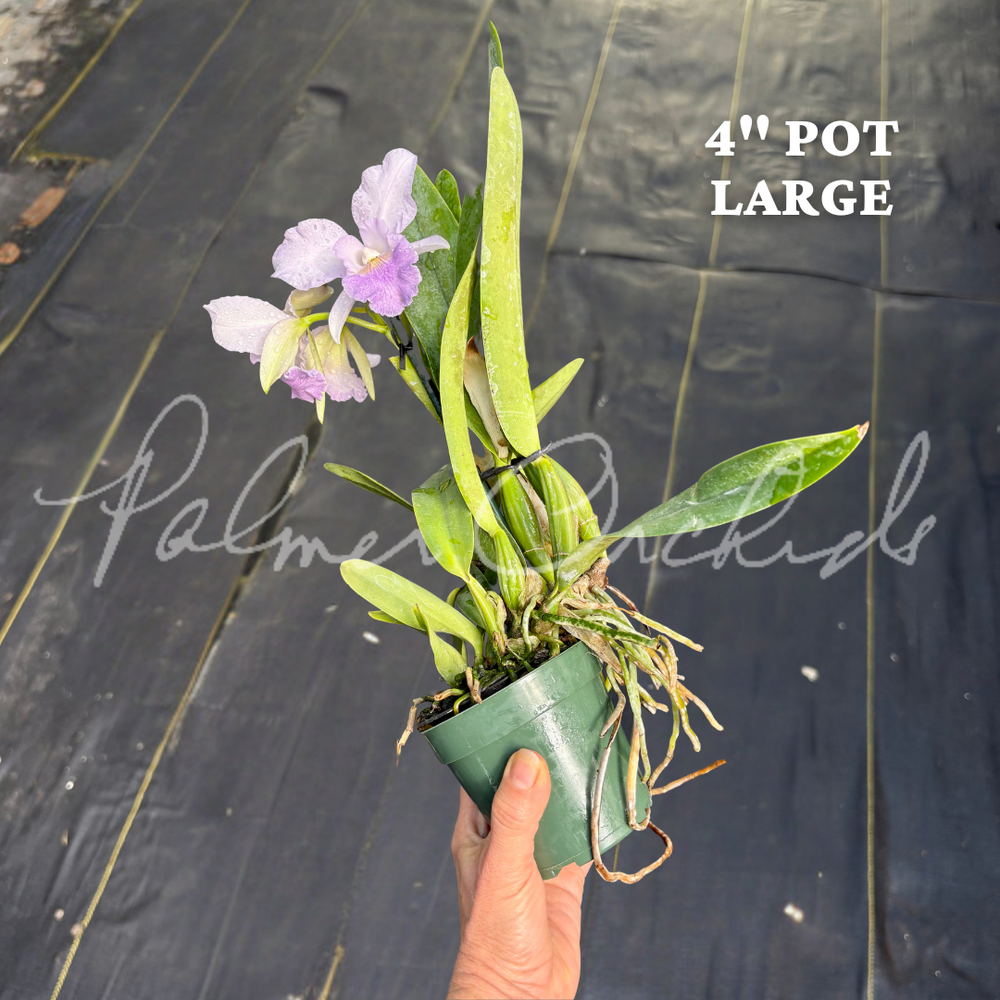 Cattleya Eros — Palmer Orchids